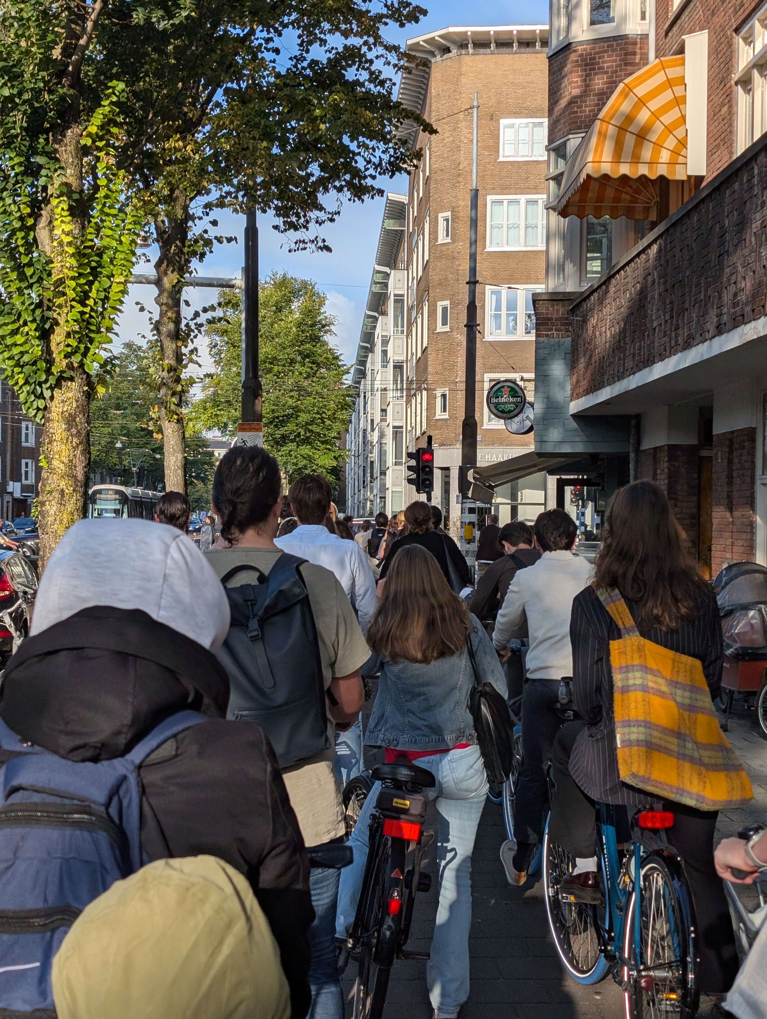 A view from behind of a large number of cyclists stopped at a red traffic light. On the left is a tree with green leaves and there are brick buildings on the right.